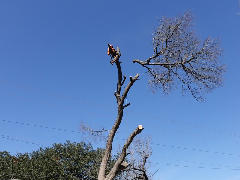 Affordable Tree Removal Solutions for Homeowners